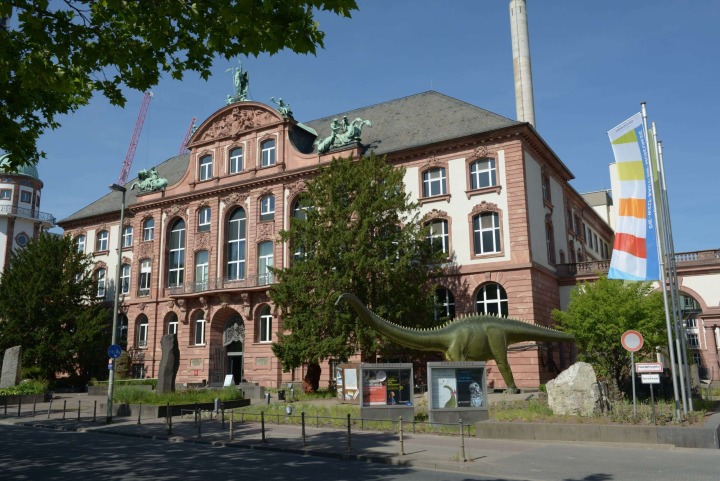 Foto: Senckenberg-Naturmuseum